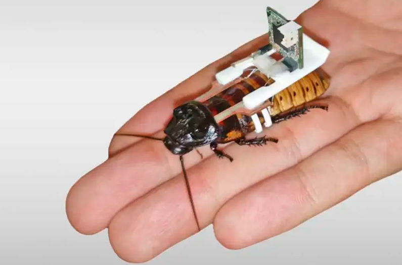 Swarms of Cyborg Cockroaches